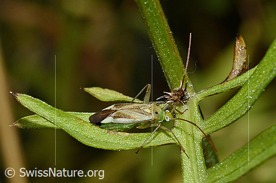 Foto: Gemeine Zierwanze (Adelphocoris lineolatus) auf Blatt der Skabiosen-Flockenblume (Centaurea scabiosa). Länge 7.5 - 9.4mm.