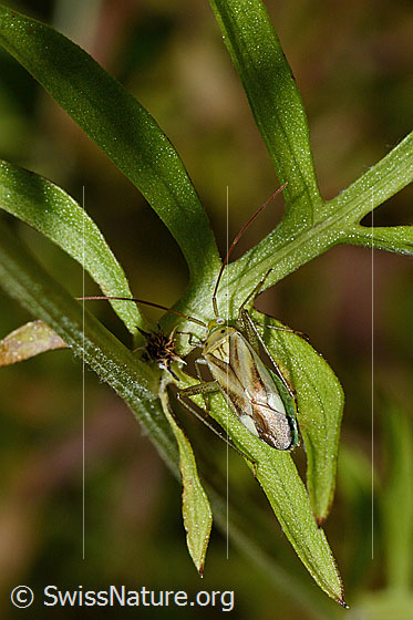 Foto: Gemeine Zierwanze (Adelphocoris lineolatus) auf Blatt der Skabiosen-Flockenblume (Centaurea scabiosa). Länge 7.5 -9.4mm