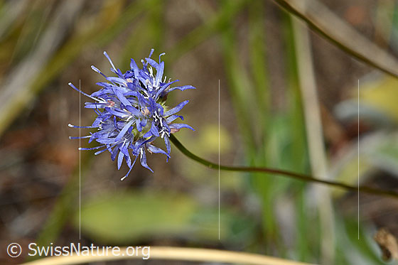 Foto: Berg-Jasione (Jasione montana). Blüte und Stängel. Wird auch Berg-Sandglöckchen genannt.