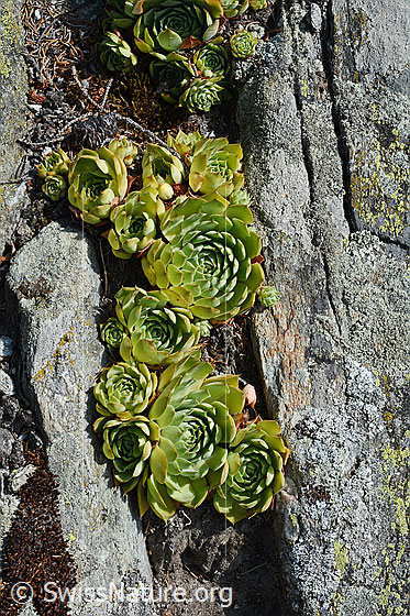 Foto: Echte Hauswurz (Sempervivum tectorum), Rosetten
