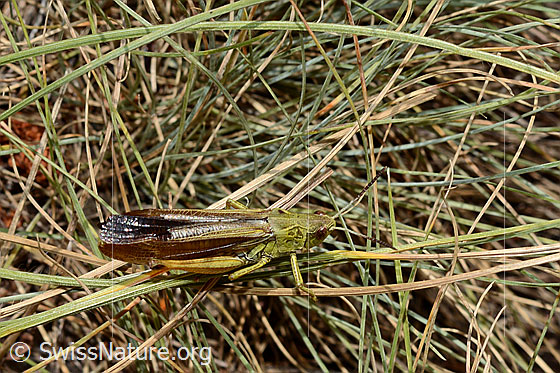 Foto: Gebirgsgrashüpfer (Stauroderus scalaris). Länge 17 - 21mm. Männchen. Ansicht von oben.