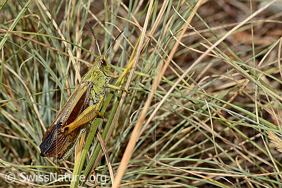 Photo: Stauroderus scalaris. Length 17 - 21mm. Male. View diagonally from behind.