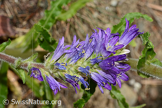 Foto: Ährige Glockenblume (Campanula spicata). Blütenstand.