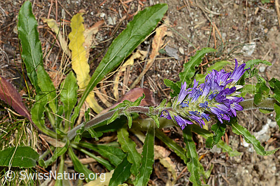Foto: Ährige Glockenblume (Campanula spicata). Ganze Pflanze.
