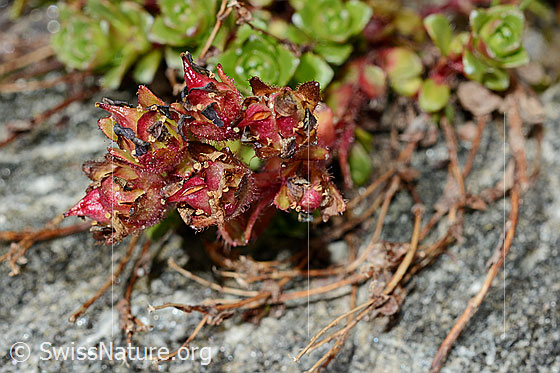 Photo: Saxifraga biflora. Blossoms, almost faded.