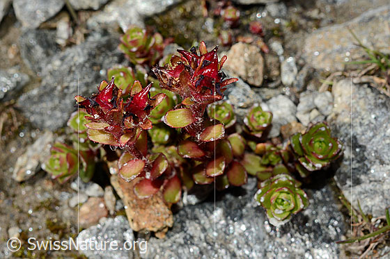 Photo: Saxifraga biflora. Whole plant (habiti).
