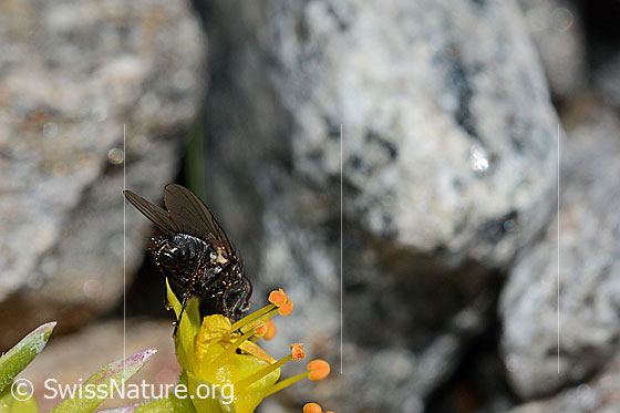 Photo: Probably Zaphne ambigua Saxifraga aizoides. View from diagonally behind.