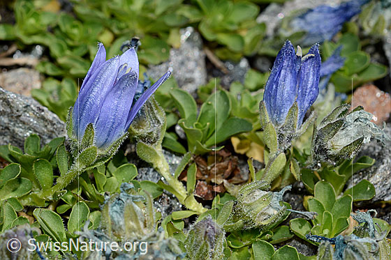 Foto: Mont Cenis-Glockenblume (Campanula cenisia). Geöffnete Blüten und Blätter.