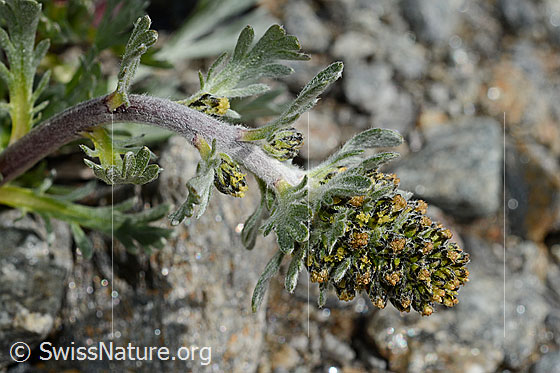 Ährige Edelraute (Artemisia genipi)