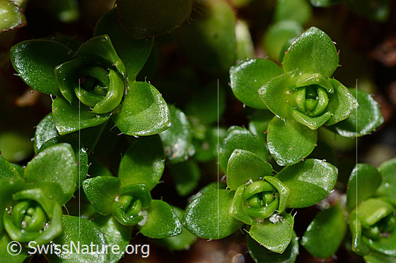 Foto: Zweiblütiger Steinbrech (Saxifraga biflora). Blätter. 