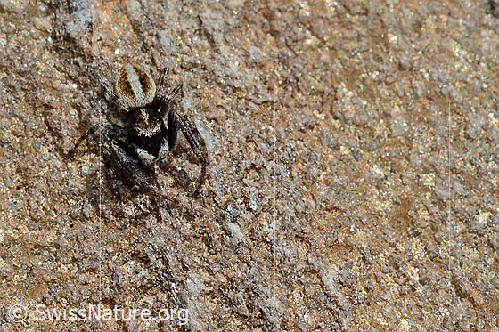 Foto: Wahrscheinlich Attulus longipes (Springspinne) auf Fels (Bündner Schiefer). Männchen. Ansicht von schräg vorne.