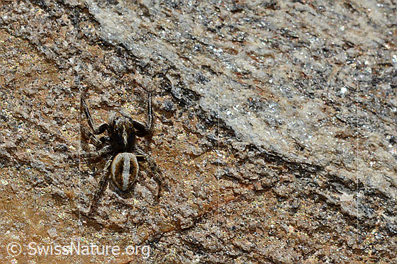 Foto: Wahrscheinlich Attulus longipes (Springspinne) auf Fels (Bündner Schiefer). Männchen. Ansicht von schräg vorne.