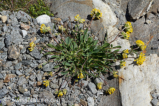 Photo: Anthyllis vulneraria ssp. Alpestris. Whole plant.