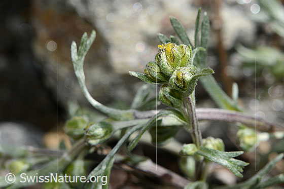 Photo: Artemisia umbelliformis. Whole plant.