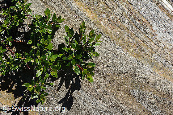 Foto: Wahrscheinlich Stink-Weide (Salix foetida). Ästchen und Blätter.