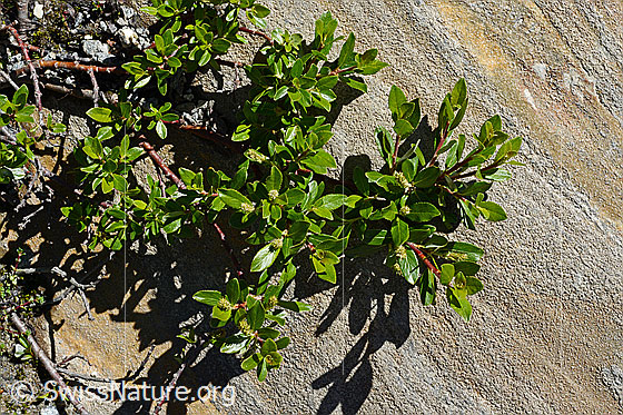 Foto: Wahrscheinlich Stink-Weide (Salix foetida). Ästchen und Blätter.
