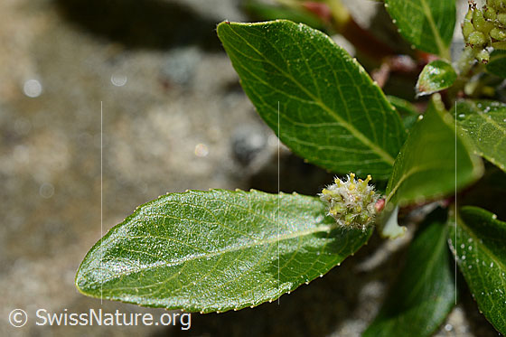 Photo: Probably Salix foetida. Blossom and leaves.