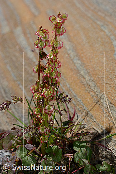 Photo: Oxyria digyna. Stem and blossoms.