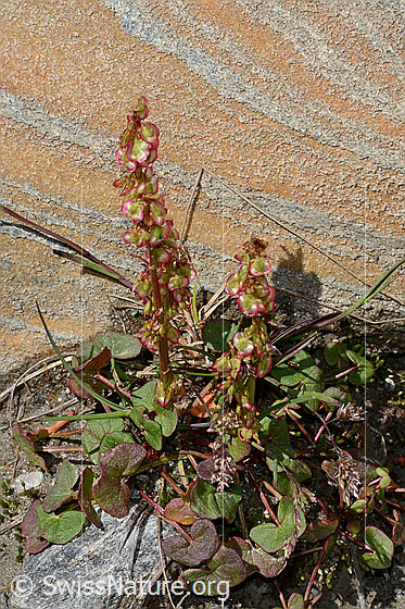 Photo: Oxyria digyna. Whole plant (habiti).