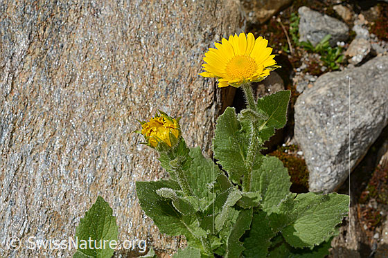 Foto: Grossköpfige Gämswurz (Doronicum grandiflorum). Ganze Pflanze. Wird auch Grosskorb-Gamswurz oder Grossblütige Gemswurz genannt.