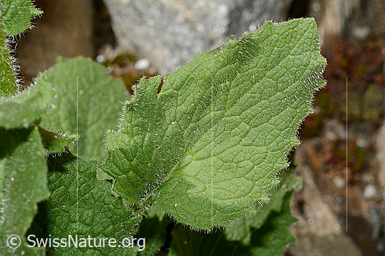 Foto: Grossköpfige Gämswurz (Doronicum grandiflorum). Blatt.