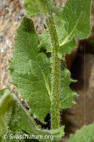 Foto: Grossköpfige Gämswurz (Doronicum grandiflorum). Stängel und Blätter.
