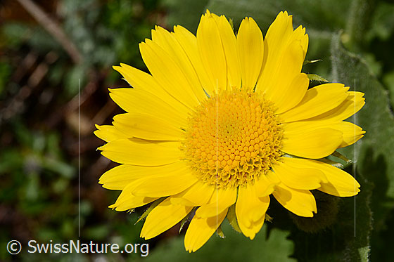 Foto: Grossköpfige Gämswurz (Doronicum grandiflorum). Blüte.