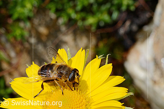 Foto: Mistbiene (Eristalis tenax) auf Blüte der Grossköpfigen Gämswurz (Doronicum grandiflorum). Weibchen.