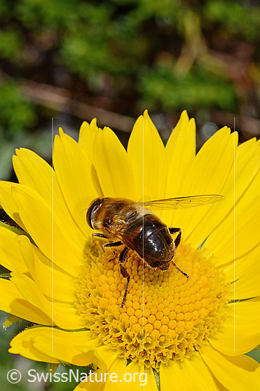 Foto: Mistbiene (Eristalis tenax) auf Blüte der Grossköpfigen Gämswurz (Doronicum grandiflorum). Weibchen.