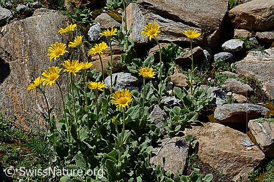 Foto: Grossköpfige Gämswurz (Doronicum grandiflorum). Ganze Pflanze (Habitus).