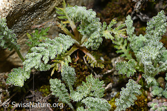 Photo: Achillea nana. Leaves.