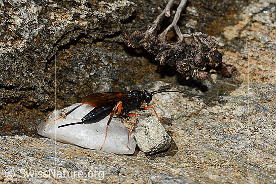 Foto: Schwarze Schlupfwespe (Pimpla rufipes), auch (Pimpla instigator). Körperlänge: ca. 10 - 15 mm. Ansicht von der Seite.