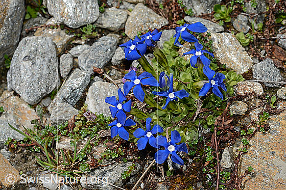 Foto: Wahrscheinlich Rundblättriger Enzian (Gentiana orbicularis). Polster.
