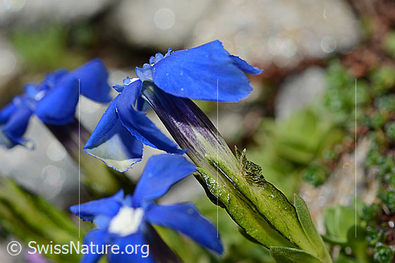 Foto: Wahrscheinlich Rundblättriger Enzian (Gentiana orbicularis). Blüte und Kelch. Auf einer Blattkante sitzt eine Raupe.