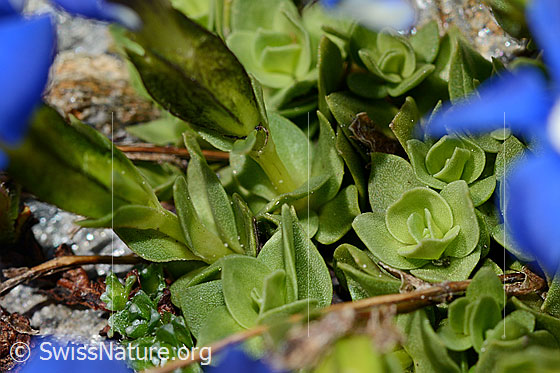 Foto: Wahrscheinlich Rundblättriger Enzian (Gentiana orbicularis). Blatt-Grundrosetten und Stängel.