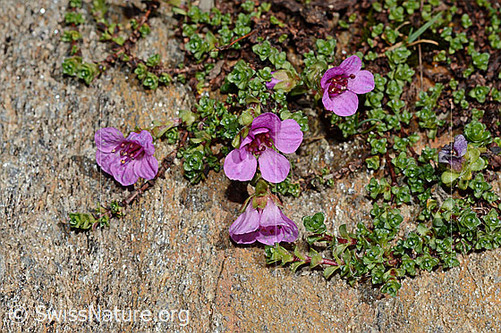 Photo: Saxifraga oppositifolia. Whole plant (habiti)