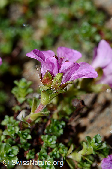 Photo: Saxifraga oppositifolia. Blossom and stem from ths side.