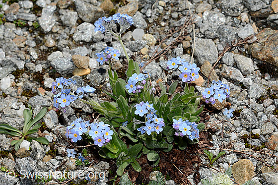 Photo: Myosotis alpestris. Whole plant (habiti).