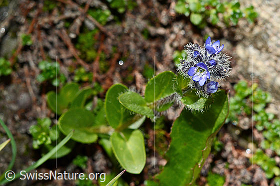 Foto: Alpen-Ehrenpreis (Veronica alpina). Ganze Pflanze. Blüten geöffnet.