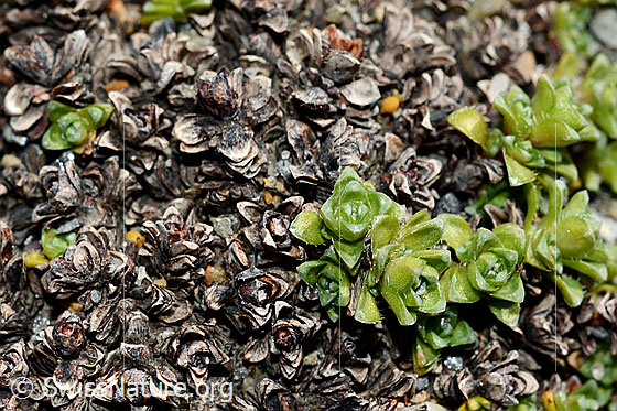 Photo: Saxifraga oppositifolia. Fresh and dead leaves.