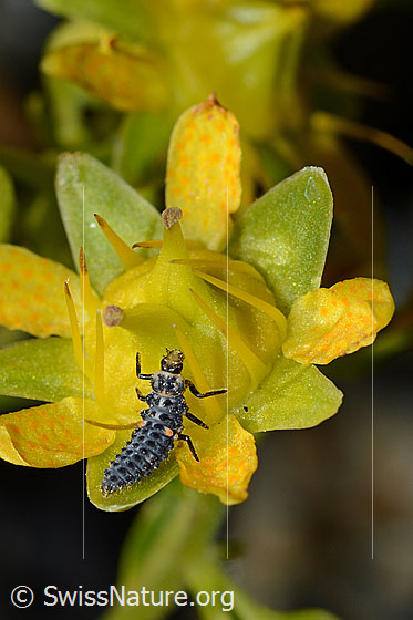 Photo: Probably White collared ladybird (Hippodamia variegata), larva on a flower (Saxifraga aizoides). Body length 6mm.