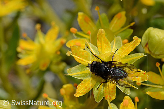 Photo: Probably Zaphne ambigua on Saxifraga aizoides. View from above.