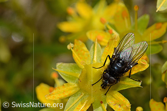 Photo: Probably Zaphne ambigua on Saxifraga aizoides. View from above.