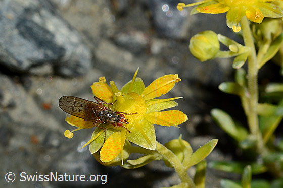 Foto: Mycophaga testacea (Blumenfliege) auf Bewimpertem Steinbrech (Saxifraga aizoides). Länge 8 - 9 mm. Weibchen. Ansicht von schräg oben.
