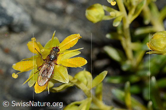 Foto: Mycophaga testacea (Blumenfliege) auf Bewimpertem Steinbrech (Saxifraga aizoides). Länge 8 - 9 mm. Weibchen. Ansicht von oben.