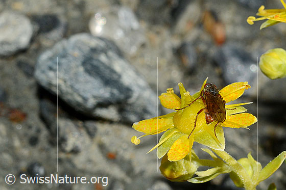 Foto: Mycophaga testacea (Blumenfliege) auf Bewimpertem Steinbrech (Saxifraga aizoides). Länge 8 - 9 mm. Weibchen. Ansicht von hinten.