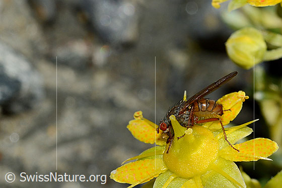 Photo: Mycophaga testacea on Saxifraga aizoides. Length 8 - 9 mm. Female. View from the side.