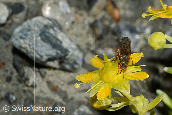 Foto: Mycophaga testacea (Blumenfliege) auf Bewimpertem Steinbrech (Saxifraga aizoides). Länge 8 - 9 mm. Weibchen. Ansicht von vorne oben.
