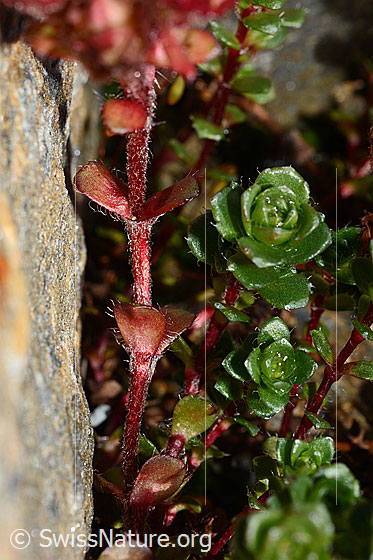 Photo: Saxifraga biflora. Stems and stem leaves.