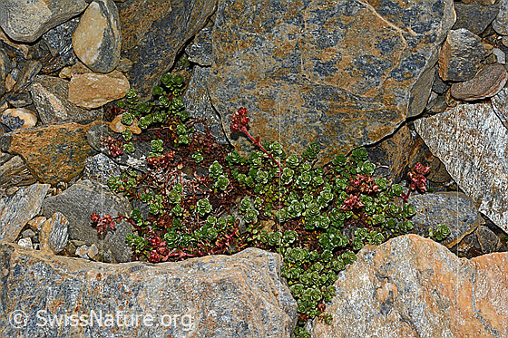 Photo: Saxifraga biflora. Whole plant (habit).